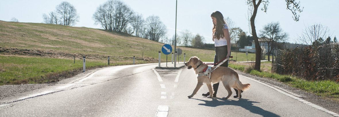 Blindenhund beim Überqueren der Straße